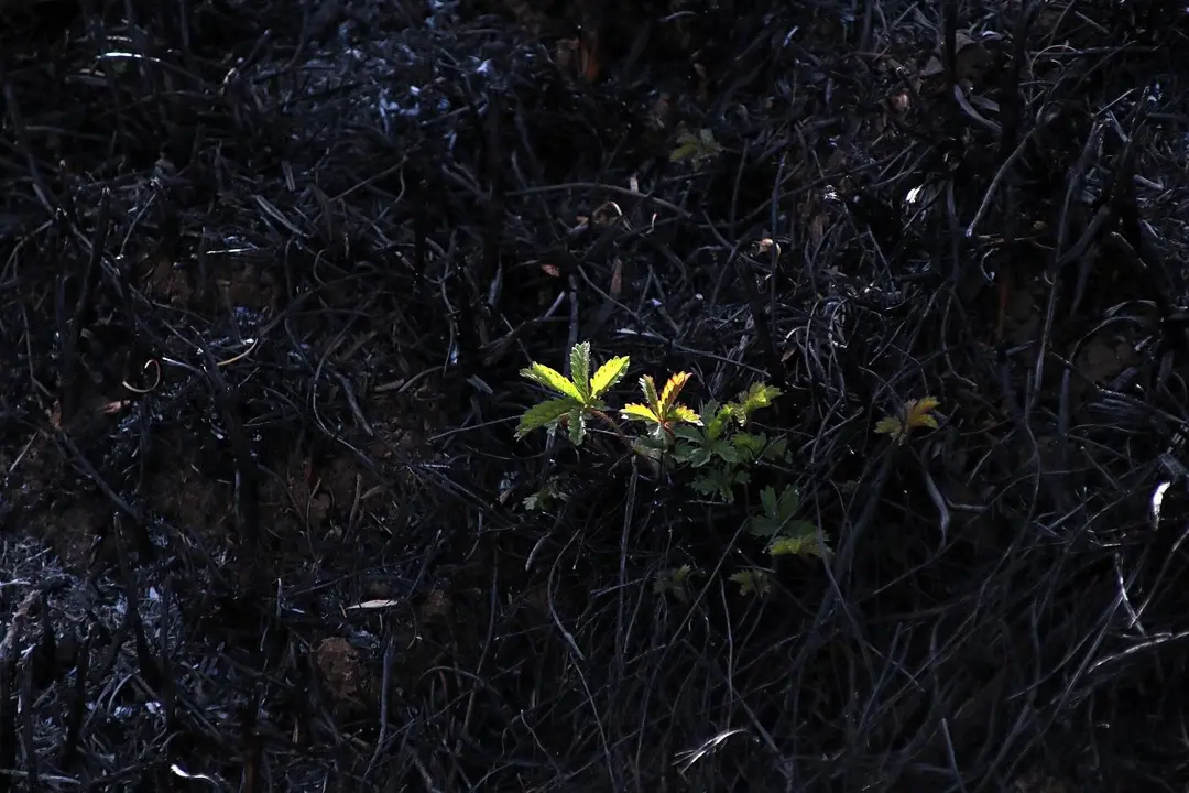 En medio de la desesperaci&oacute;n crece la esperanza. Entre el caos, brotes verdes.&nbsp; Las im&aacute;genes recogidas por el fot&oacute;grafo Peio Garc&iacute;a en la localidad de Castrocalb&oacute;n evidencian el duro proceso de reconstrucci&oacute;n tras el atroz fuego de este verano.