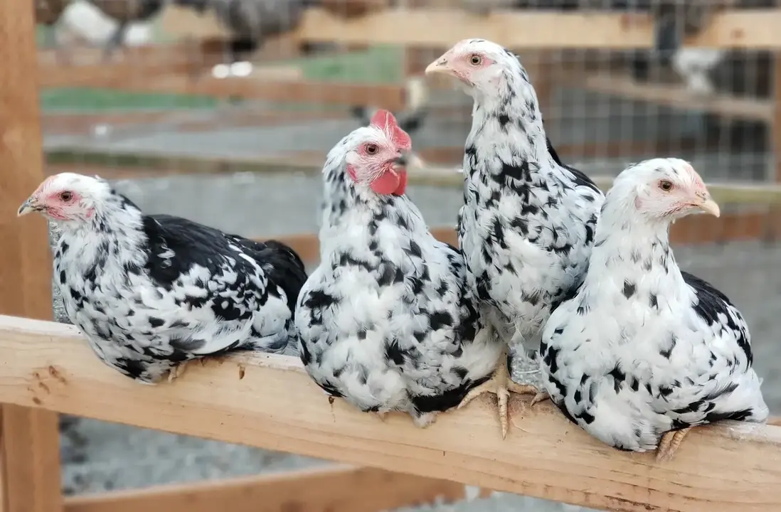 Pita Pinta, la raza que se salvó en las montañas leonesas.