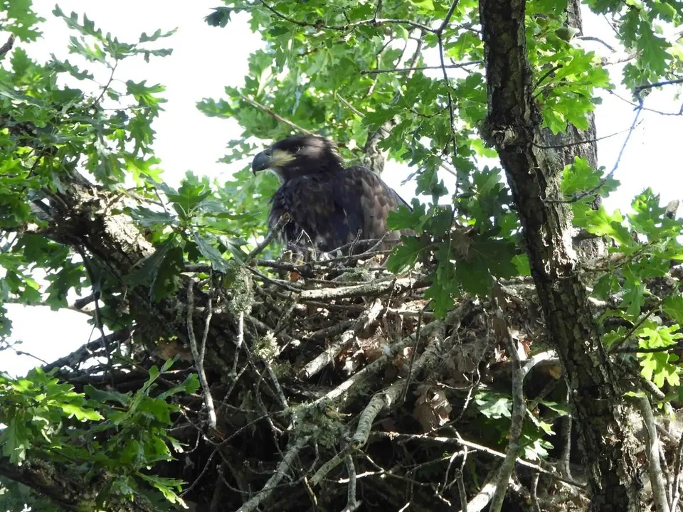 Nace en el norte de Castilla y León el primer pollo de pigargo europeo tras la extinción en España de esta águila. Foto: GREFA