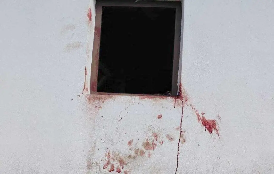 Restos dejado por los osos en su ataque a la explotación ganadera.