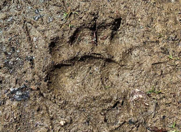 'Descubre Tsaciana' ofrece tres rutas de otoño, entre ellas, una llamada 'Tras las huellas del oso'.