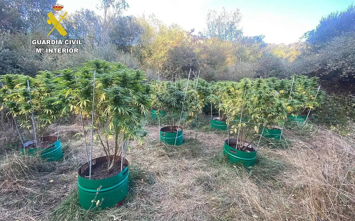 Imagen de la plantación localizada por la Guardia Civil.