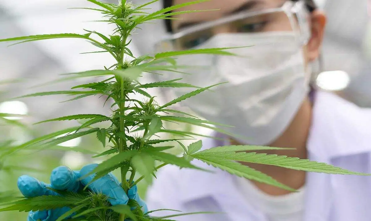 El Gobierno aprueba el uso del cannabis medicinal.