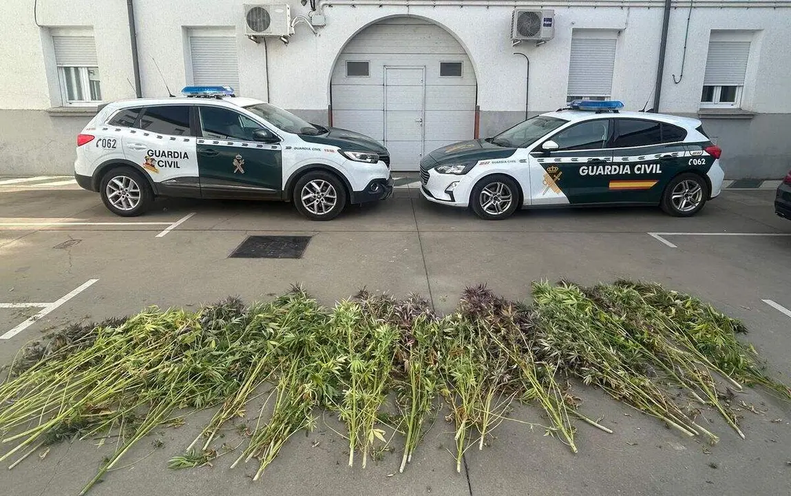 Las plantas de cannabis sativa decomisadas se encontraban en su "punto álgido" de recolección. Foto: Guardia Civil
