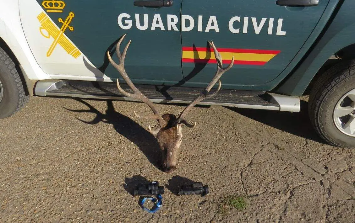 La cabeza de ciervo macho y los prismáticos térmicos incautados en dos operaciones en León. Foto: Seprona