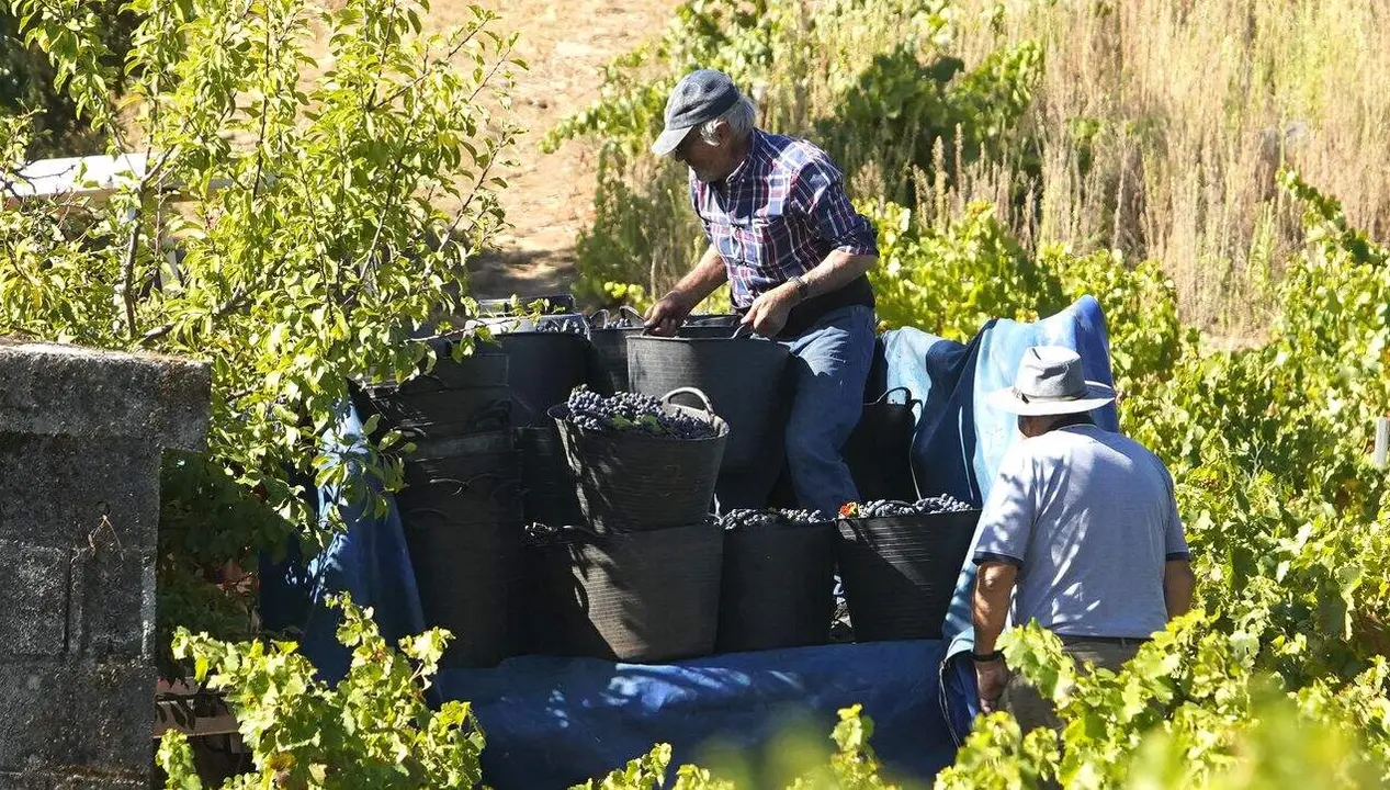 Primeros días de vendimia en la Denominación de Origen Bierzo