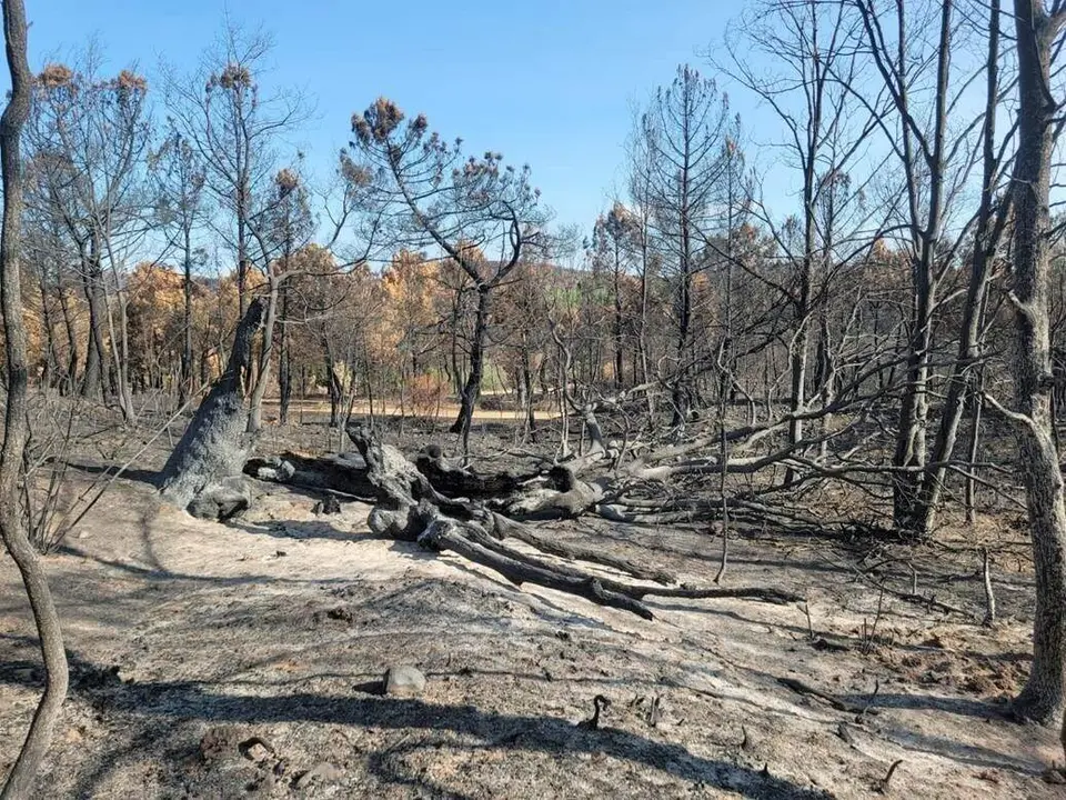 Estado de una de las zonas del suroeste de León donde se realizará la facendera. Foto: Asoc. Tierra Quemada
