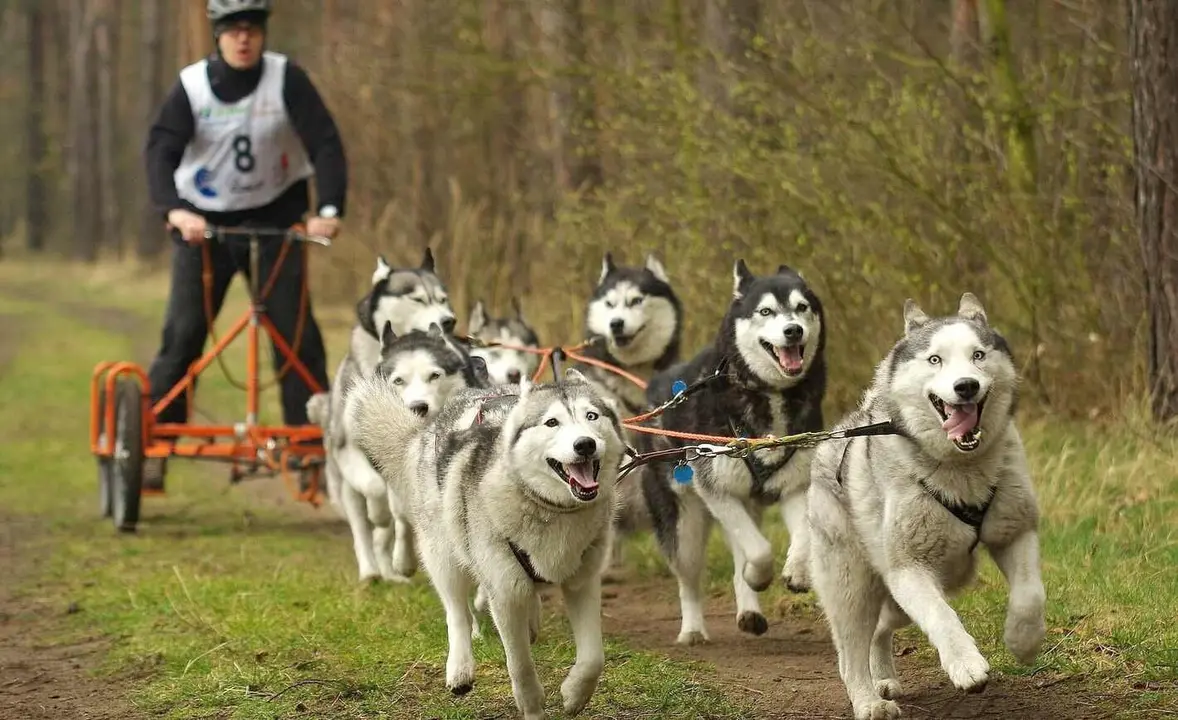 Mushing