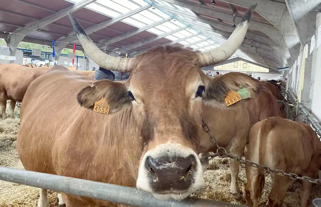 raza asturiana valles