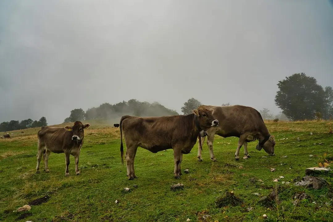 vacas