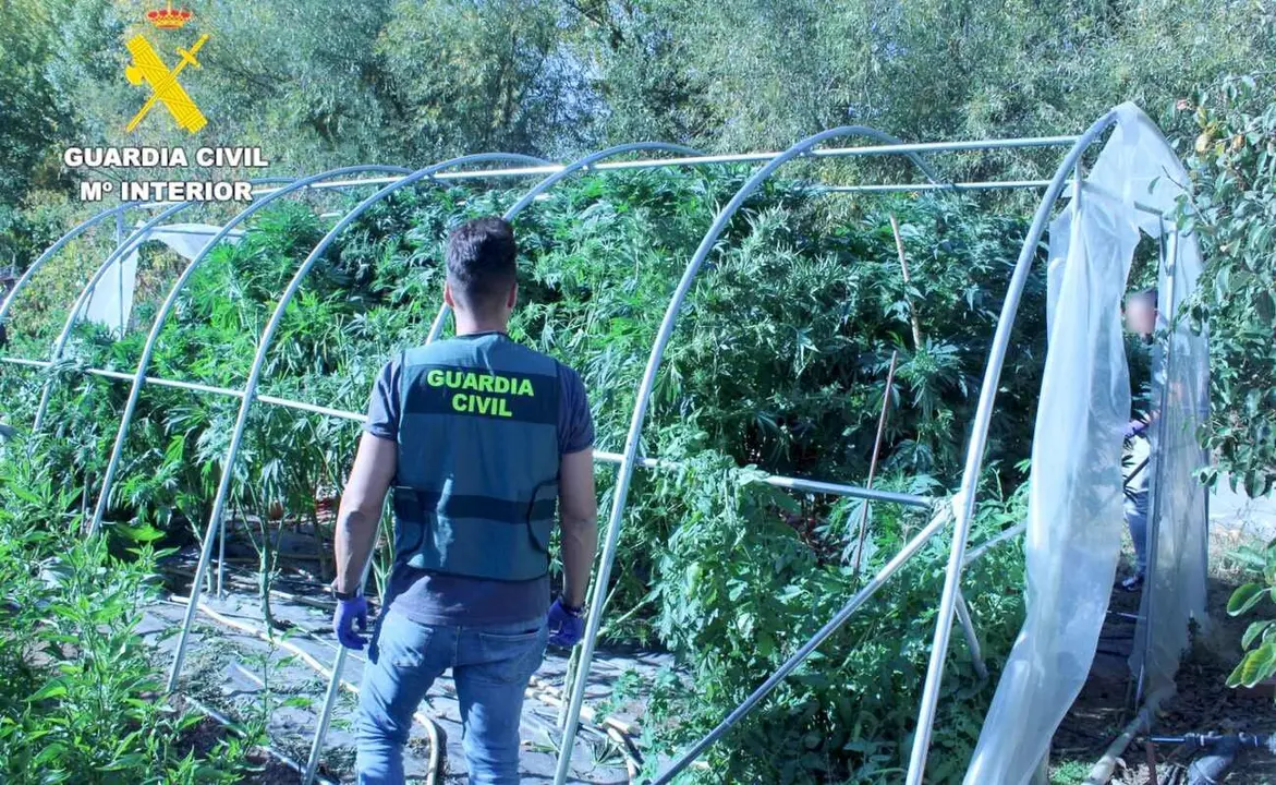 La plantación de marihuana localizada por la Guardia Civil.