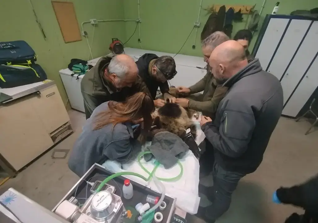 Reintroducida en el medio natural la osezna Alba, tras su adaptación los últimos tres meses en el recinto de aclimatación de osos pardos de la Junta en Valsemana, León. Foto: JCyL