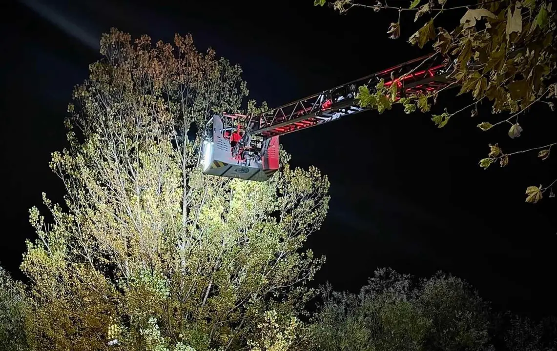 Efectivos de Bomberos León durante la retirada del nido gigante.