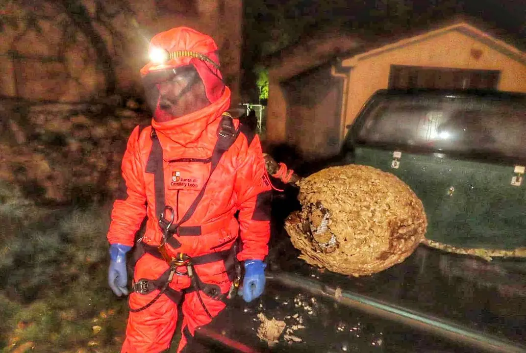 Imagen de un agente medioambiental retirando un nido de grandes dimensiones de avispa velutina.