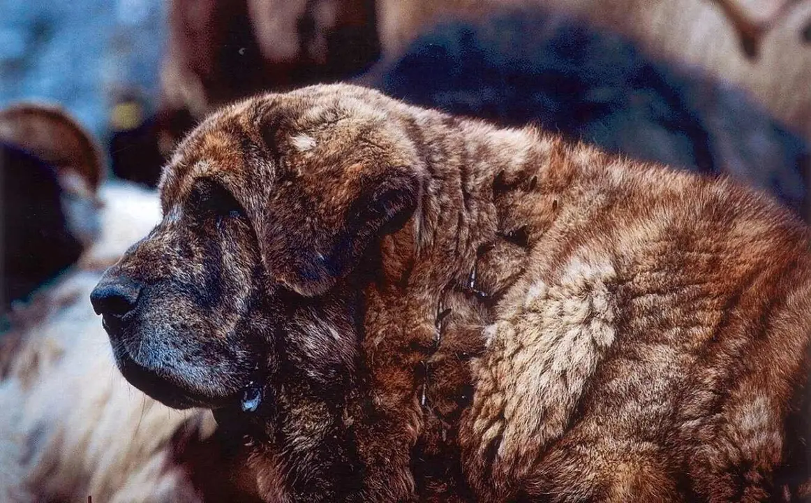 Imagen parcial del cartel que anuncia el concurso de mastines.