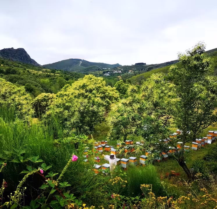 Panales de Labejazul en un paraje idílico de El Bierzo.