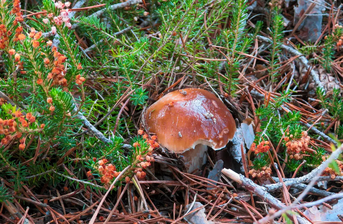 Ejemplar de boletus edulis en los montes de Soria. Foto: Lucía Sánchez.