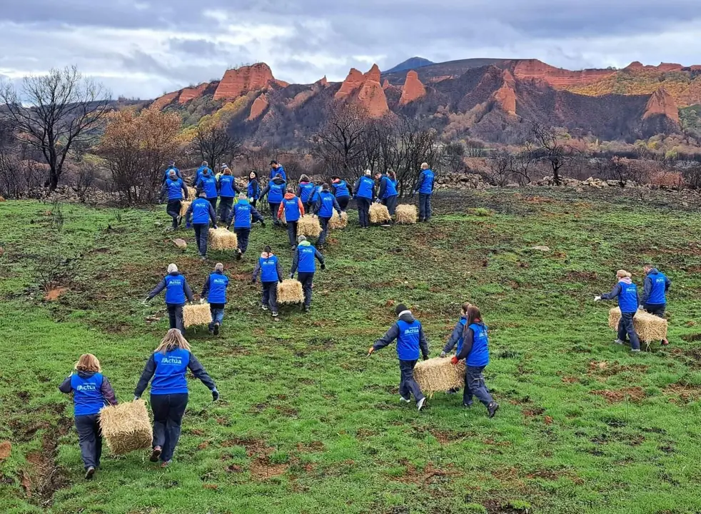 El voluntariado de Abanca y Afundación trabaja en la protección de los suelos quemados en el entorno de Las Médulas.