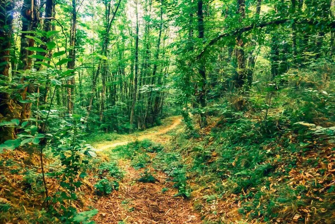 Soto de Villar de los Barrios 1