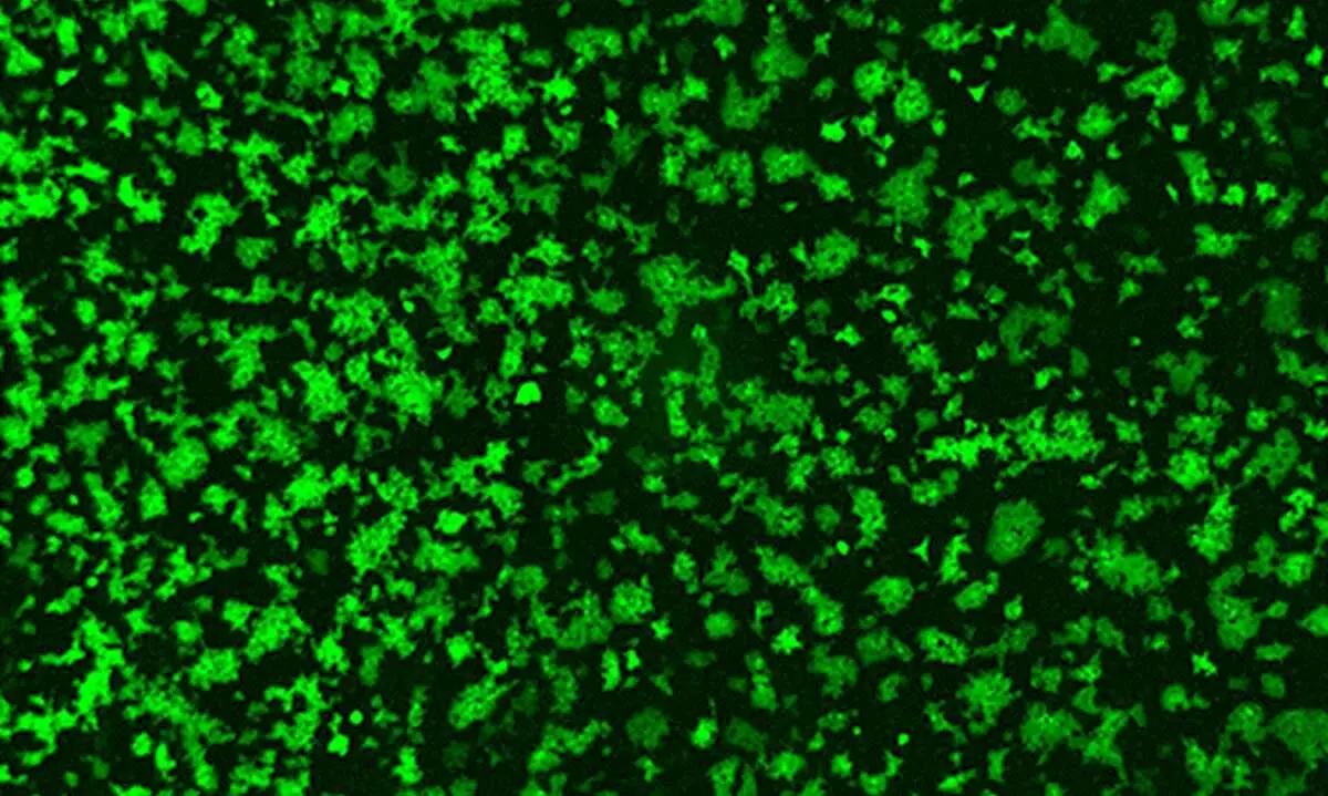 Coronavirus porcino PHEV y su receptor.