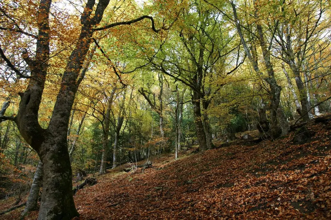 Imagen de una de las zonas de hayedo en el bosque de Rioscuro de Laciana.