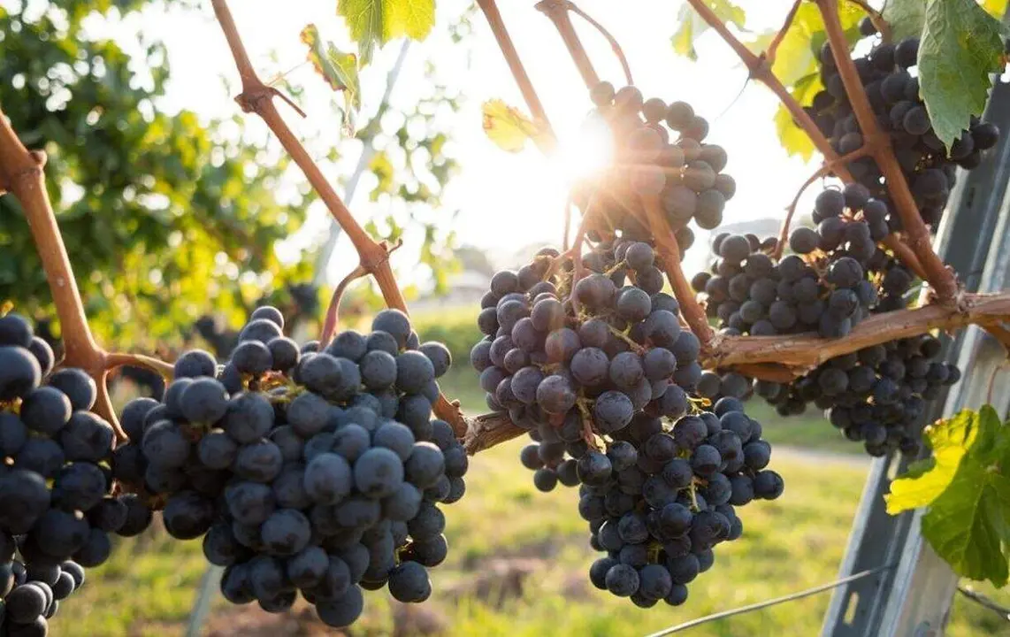 DO RIBERA DEL DUERO 1