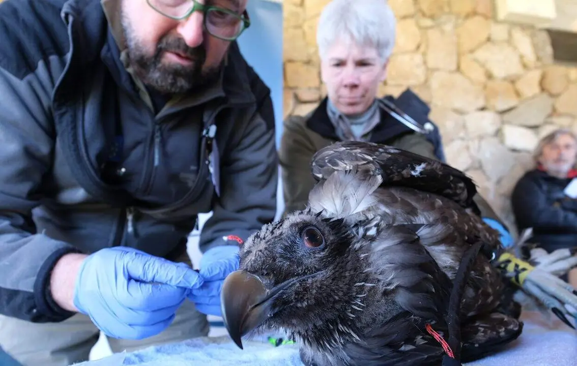Trasladados al Parque Nacional Sierra de Gredos dos ejemplares nuevos de quebrantahuesos procedentes del Parque Nacional de Ordesa y Monte Perdido
