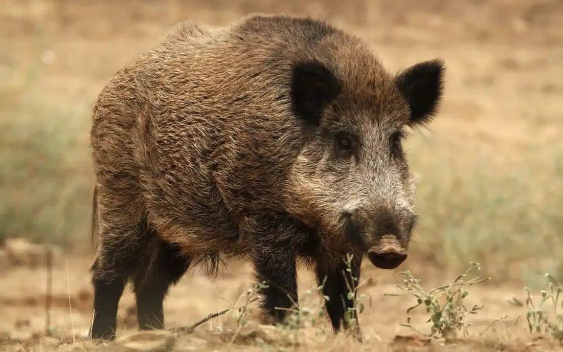 jabalí