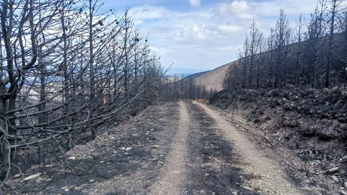 e83a3c9f-f2cb-4c43-bbd4-4ef128485bcf-1200x675