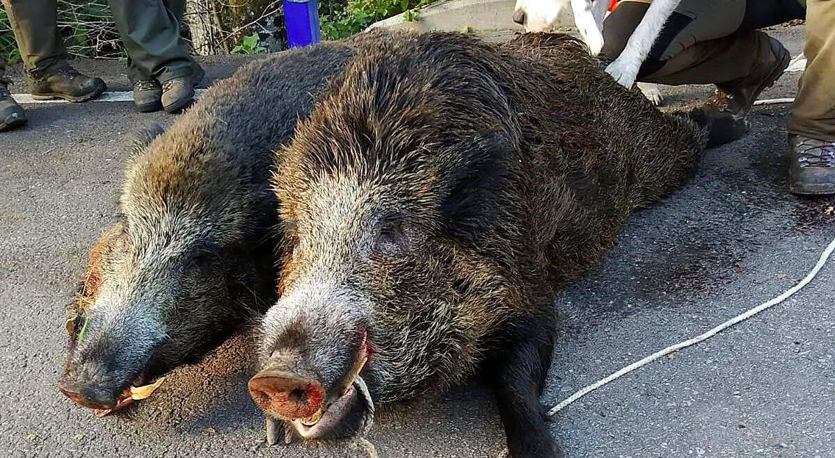 jabalí 1