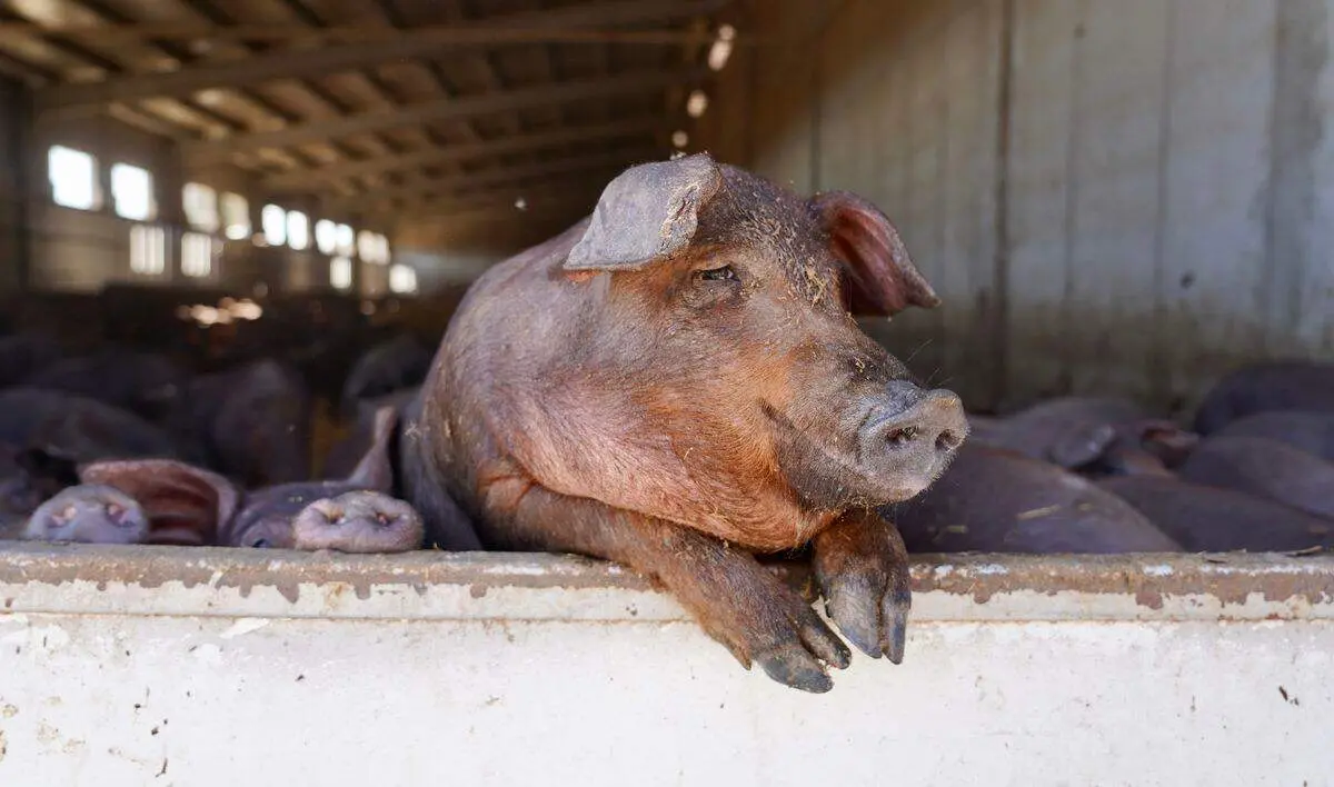 Explotación de ganado porcino en Cogeces del Monte