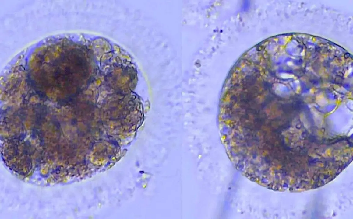 Embriones de lince ib&eacute;rico producidos in vitro