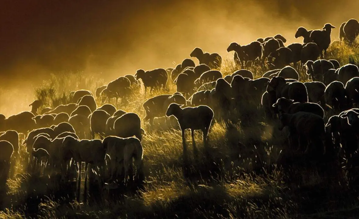 MERINAS  Y LA INDUSTRIA DE LA LANA 1