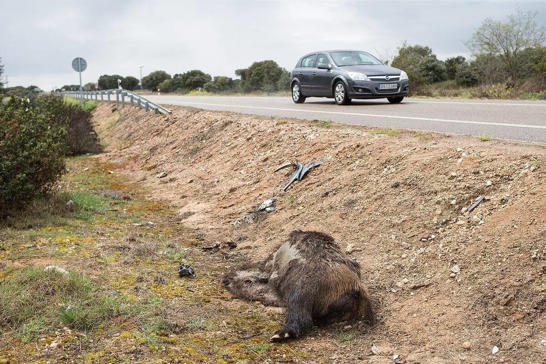 Un jabal&iacute; muerto en la cuneta de la carretera de la Comunidad. Foto: J. L. Leal