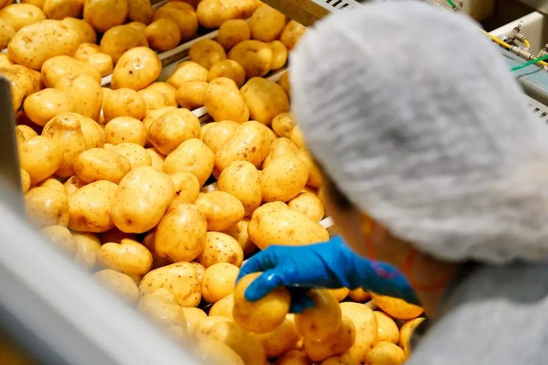 F&aacute;brica de Patatas Hijolusa en Ribaseca (Le&oacute;n). Foto: Campillo