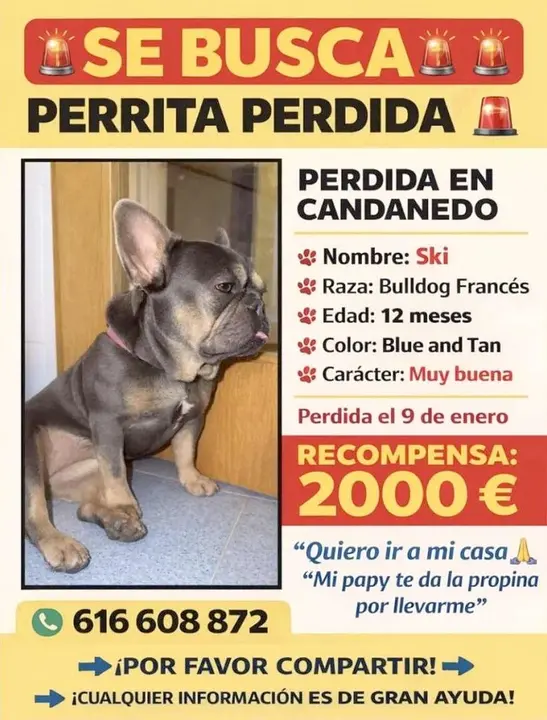 Imagen del cartel con la recompensa por la localizaci&oacute;n de la perra 'Ski'.