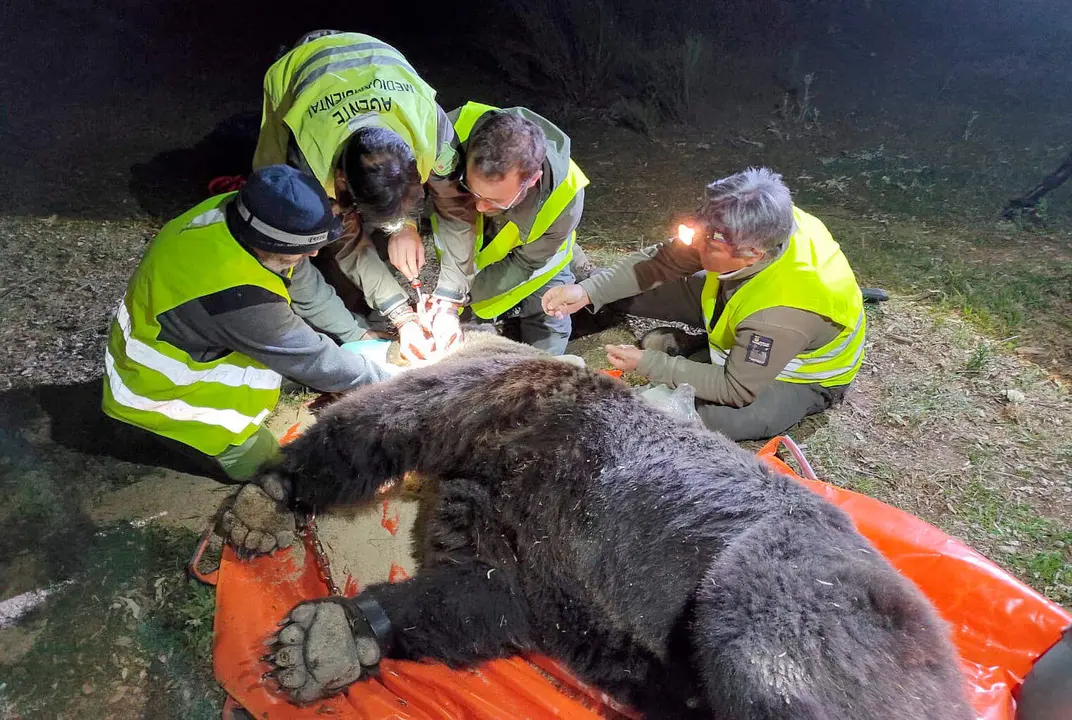 Captura de un oso pardo en el parque natural de la Monta&ntilde;a Palentina dentro del Plan de Radiomarcaje de la Junta.