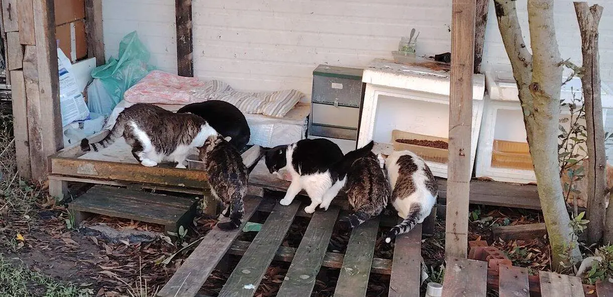 Colonia Felina Argos Le&oacute;n