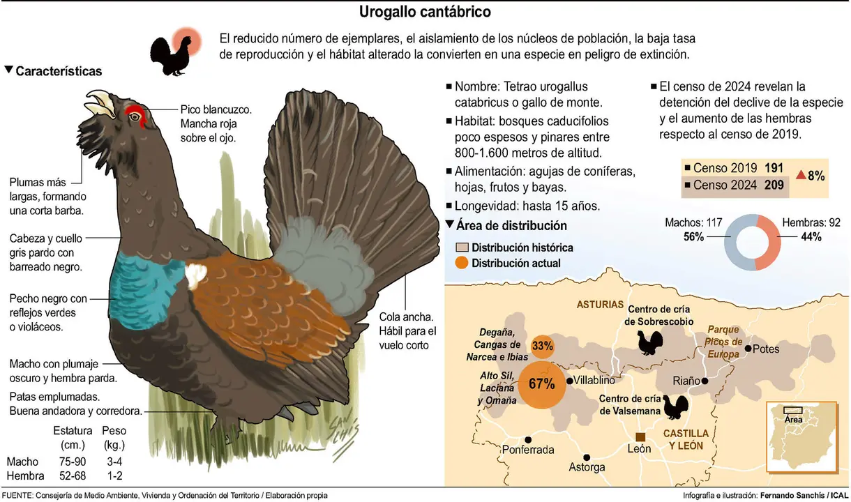 Urogallo cant&aacute;brico