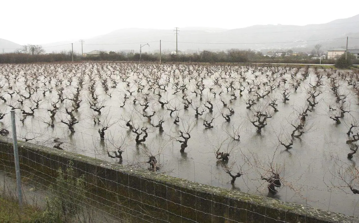 Vi&ntilde;edos del Bierzo afectados por el temporal de lluvias