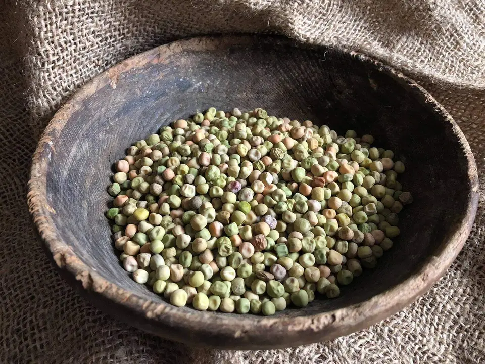 Arvejos de Tierra de la Reina con los que se elabora el tradicional cocido de la monta&ntilde;a oriental leonesa. Foto: C. Ria&ntilde;o.