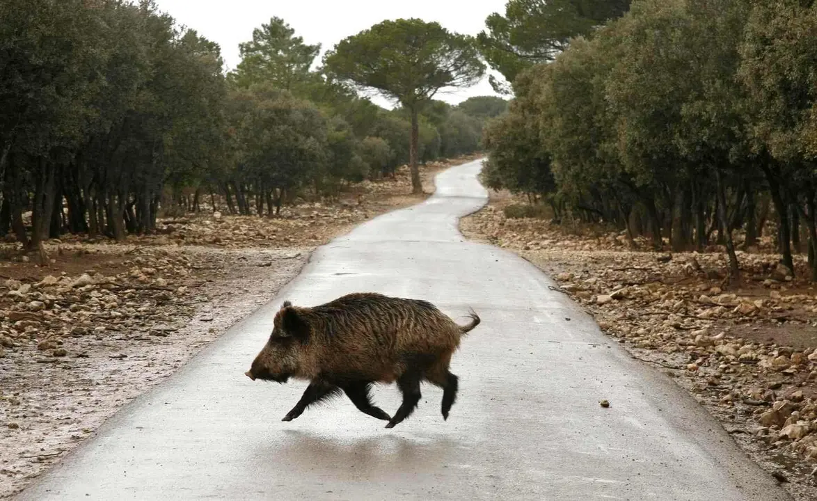 Un jabal&iacute; en una carretera de Castilla y Le&oacute;n