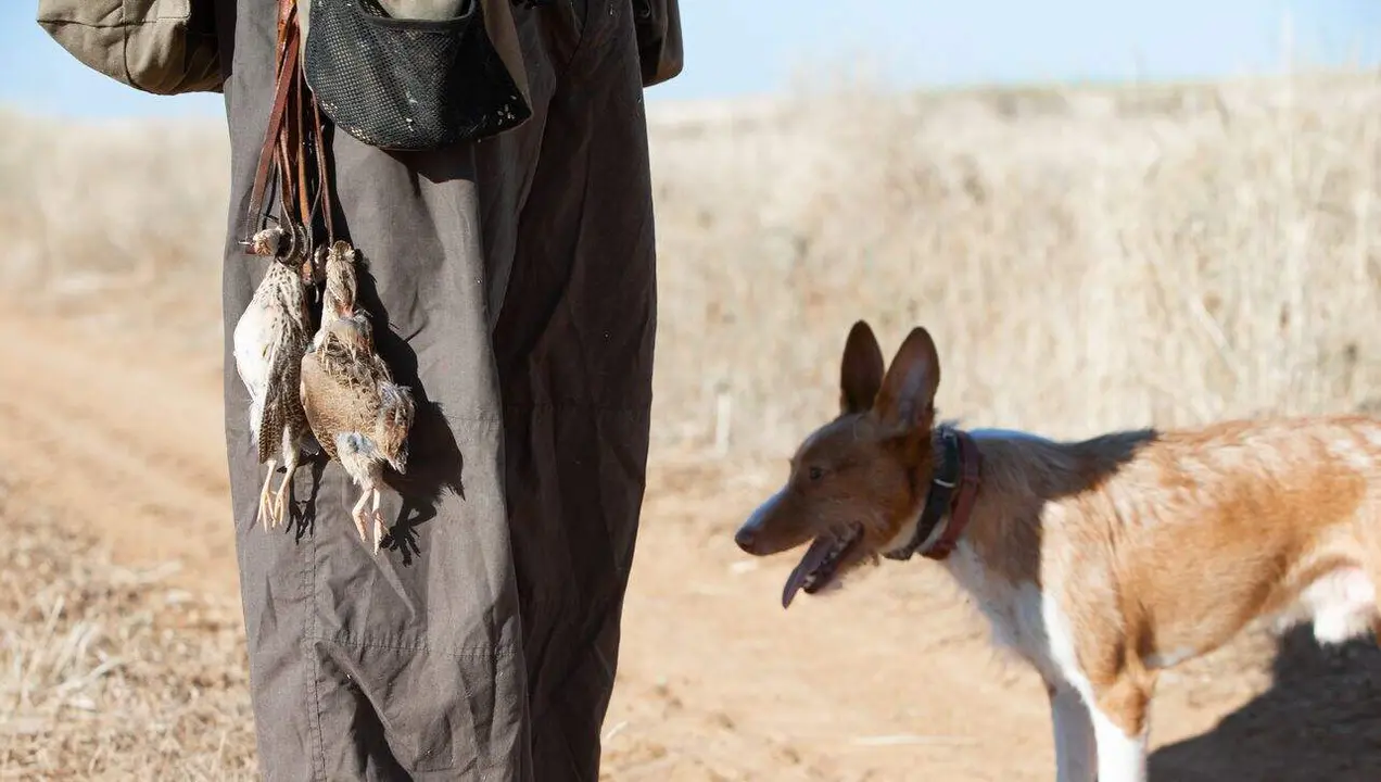 Comienza la media veda de caza en Castilla y Le&oacute;n, con buenas expectativas de capturas.