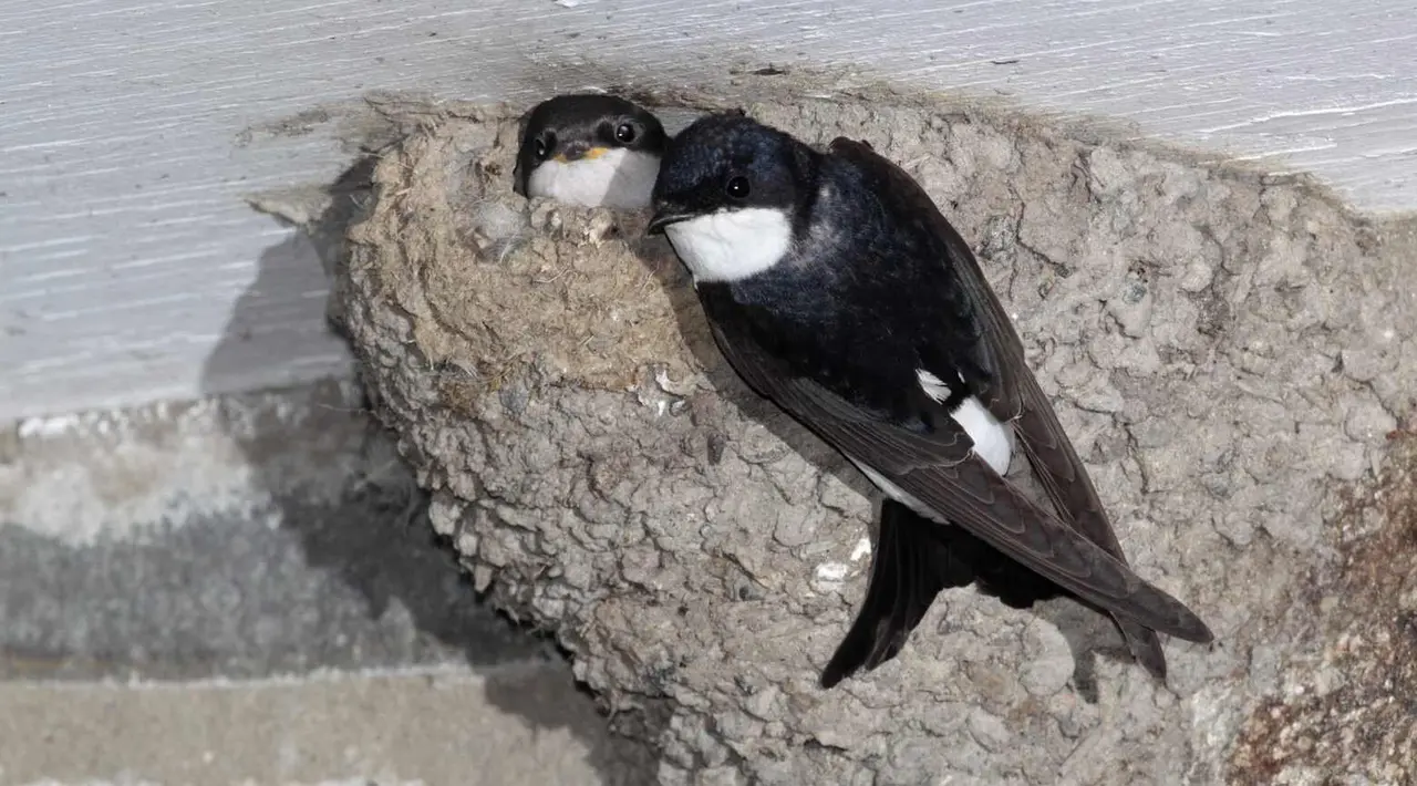 Nidos de avi&oacute;n com&uacute;n