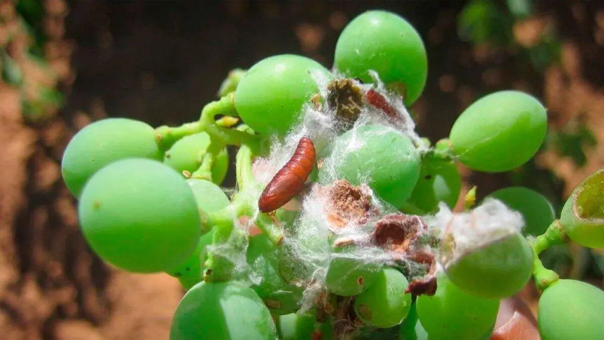 polilla del racimo de la vid
