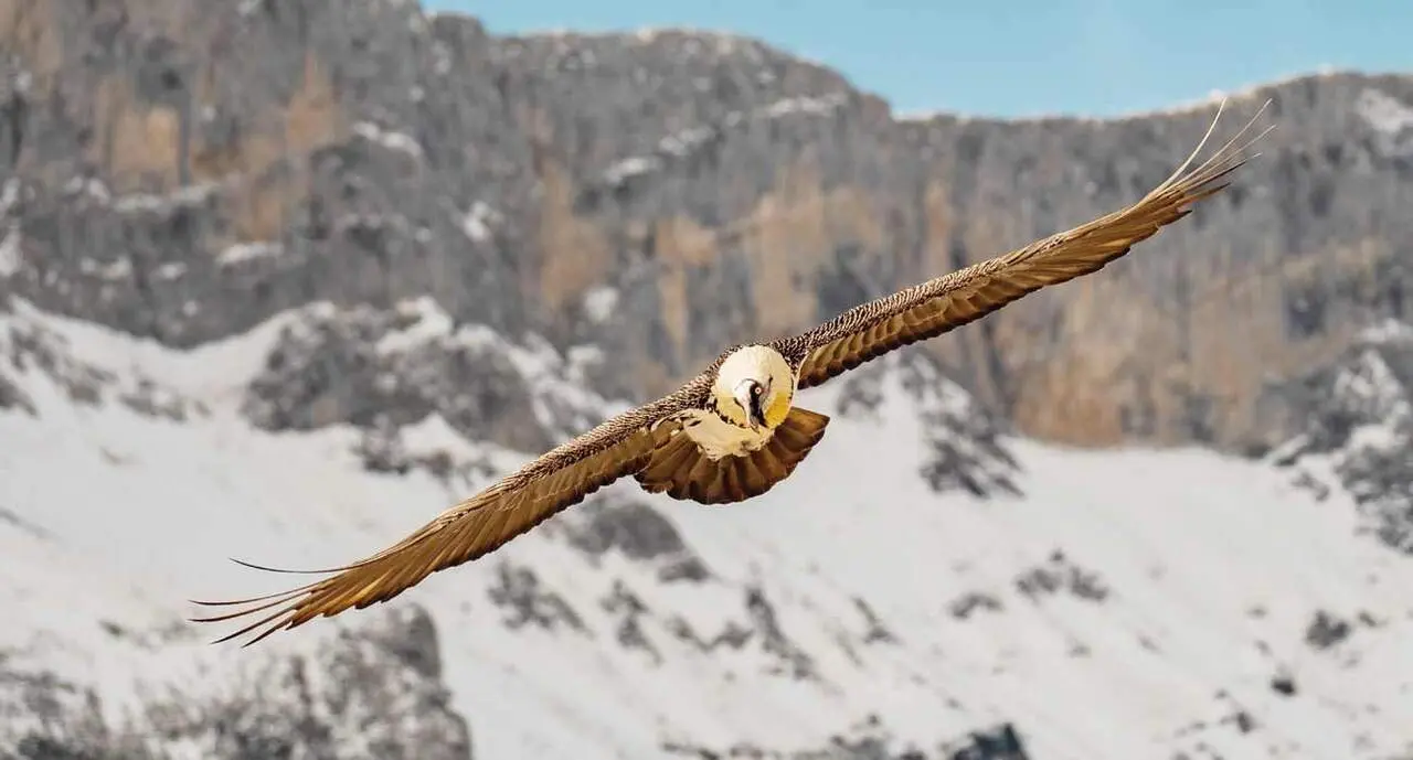 Un ejemplar de quebrantahuesos, especie en peligro de extinci&oacute;n. Foto: FCQ