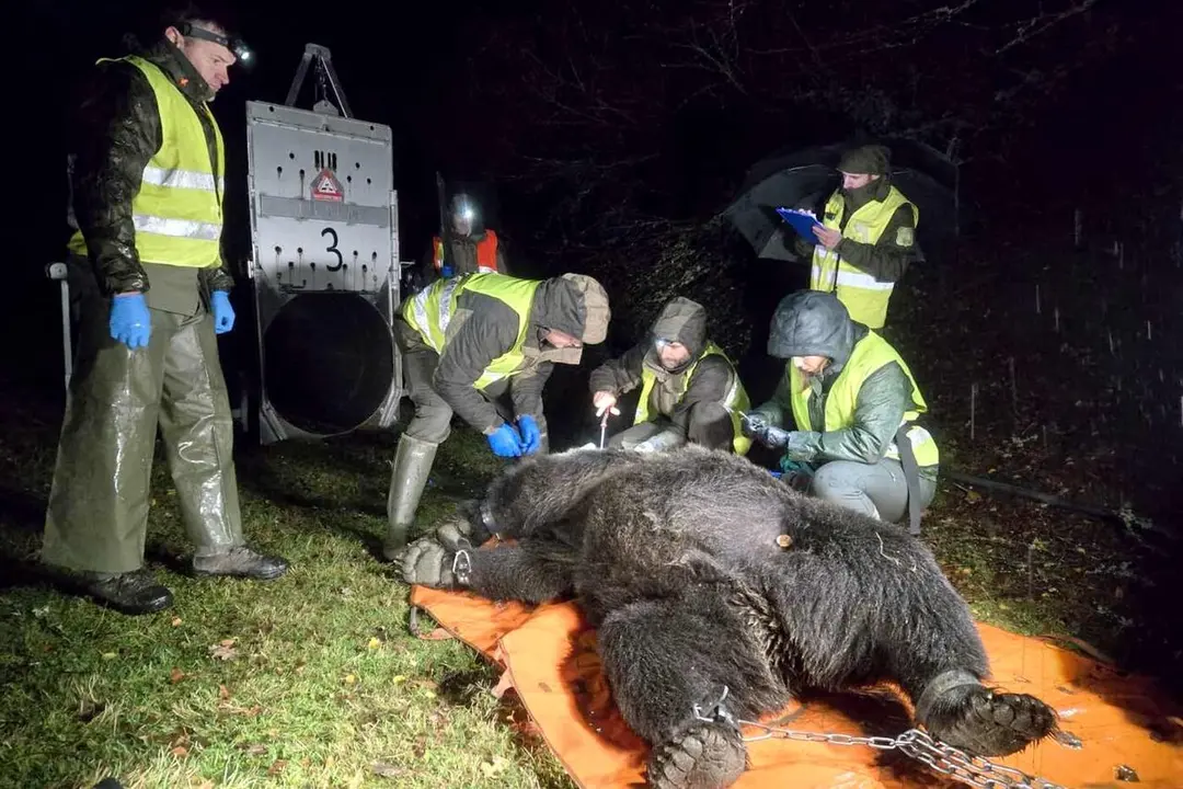 Captura de un oso en el Alto Sil para su marcaje.