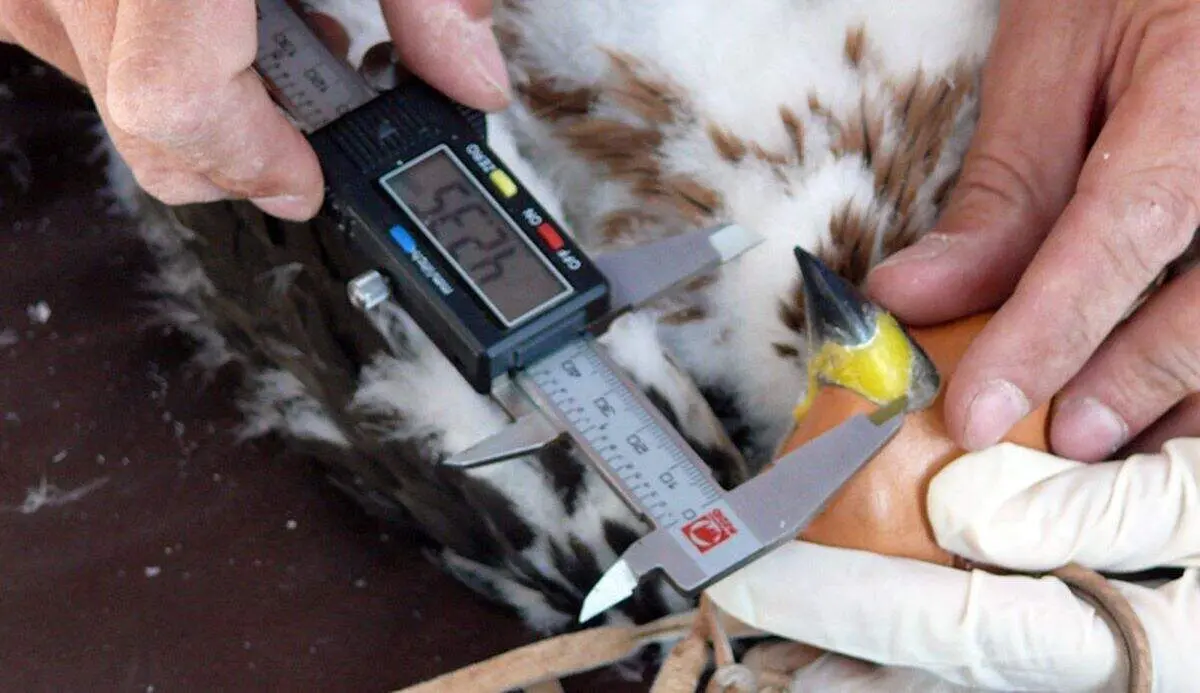 Marcaje de un &aacute;guila perdicera