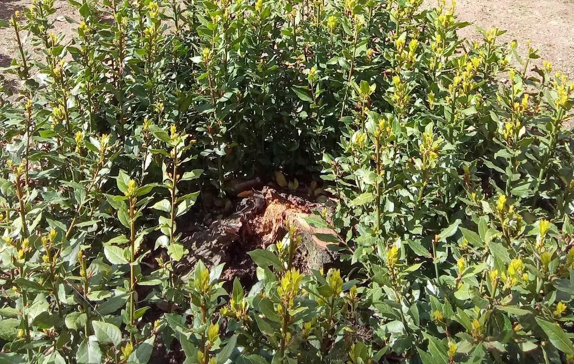 Imagen del PP municipal sobre el laurel cortado y que Roma hab&iacute;a regalado a Le&oacute;n.