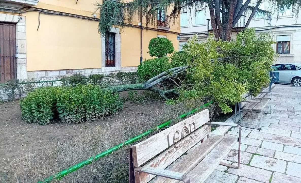 Imagen de la ca&iacute;da del laurel el pasado me de febrero a consecuencia de un temporal. Foto: Ayto de Le&oacute;n.